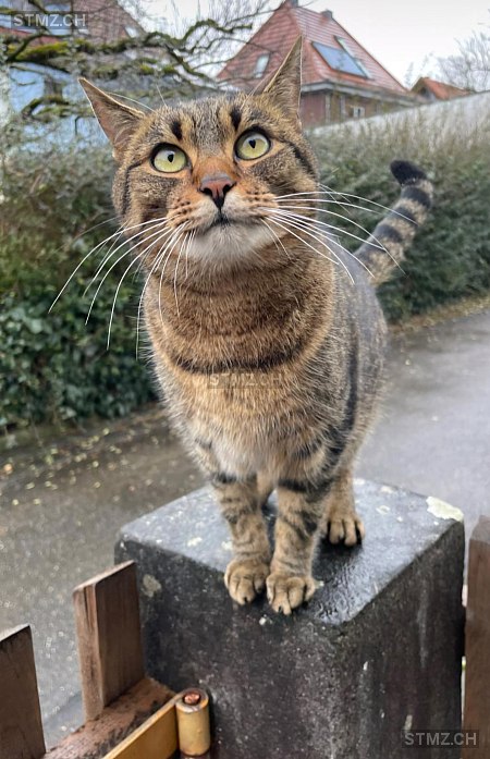 Buddy — Hauskatze ♂, Vermisst seit 23.10.2025, Mattwil (TG)