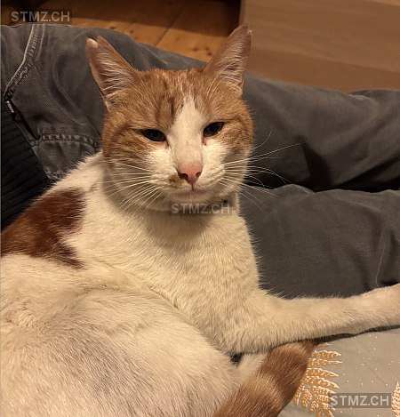 Picpus — Hauskatze ♂, Vermisst seit 21.10.2025, Carouge GE (GE)