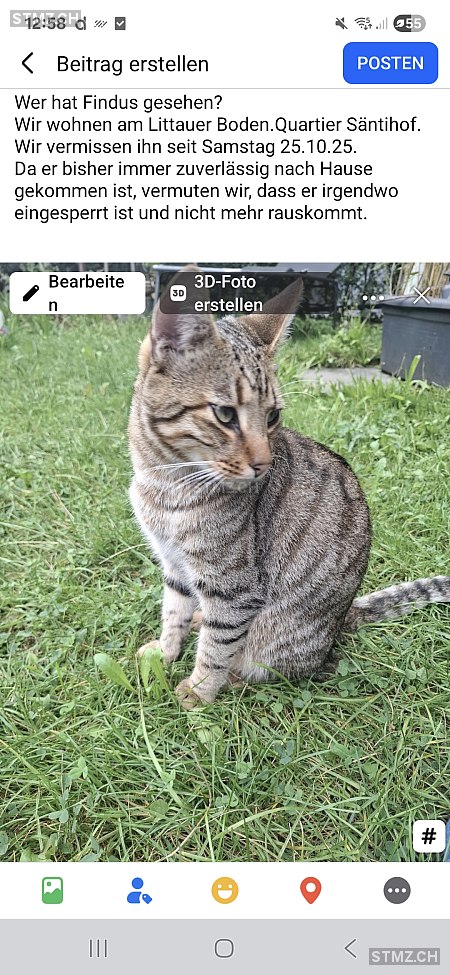 Findus — Hauskatze ♂, Vermisst seit 25.10.2025, Luzern (LU)