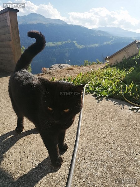 Sirius — Hauskatze ♂, Vermisst seit 24.10.2025, Ruschein (GR)