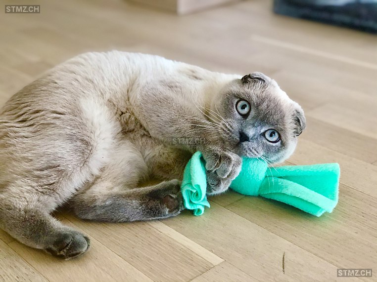 Anduin — Scottish Fold ♂, Vermisst seit 20.07.2020, Islikon (TG)