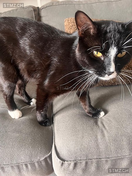 Mimmo (Martino) — Hauskatze ♂, Vermisst seit 17.10.2025, Solduno (TI)