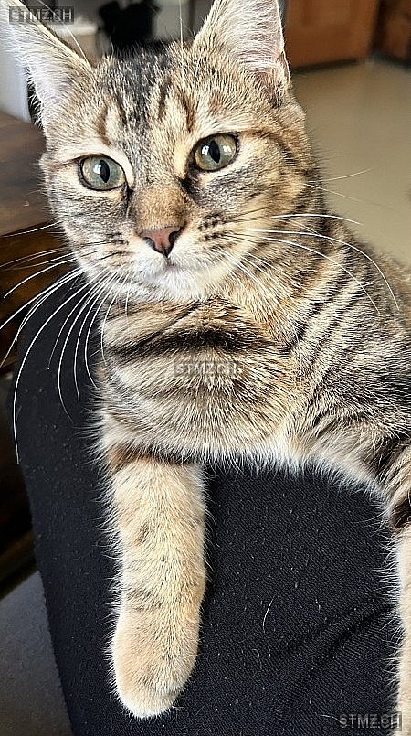 Güegji — Hauskatze ♀, Vermisst seit 27.10.2024, Obergerlafingen (SO)