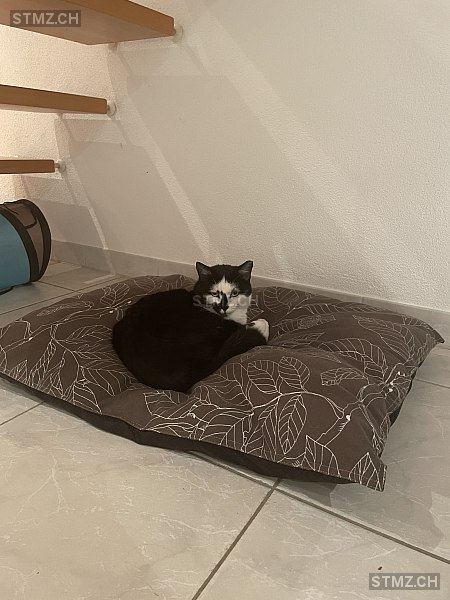 Moritz — British Kurzhaar ♂, Vermisst seit 20.10.2025, Zürich (ZH)