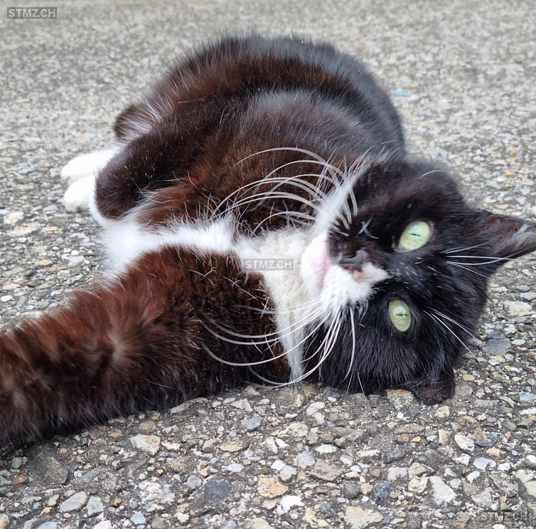 Troli — Hauskatze ♀, Vermisst seit 17.10.2025, Schönenwerd (SO)