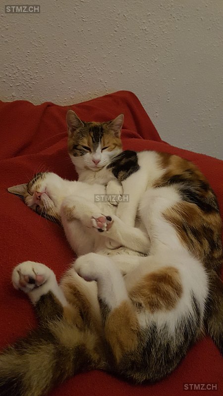 Fee — Hauskatze ♀, Vermisst seit 02.10.2025, Allschwil (BL)