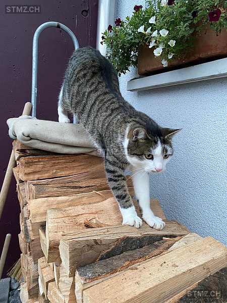 Baily — Hauskatze ♂, Vermisst seit 01.09.2025, Sursee (LU)