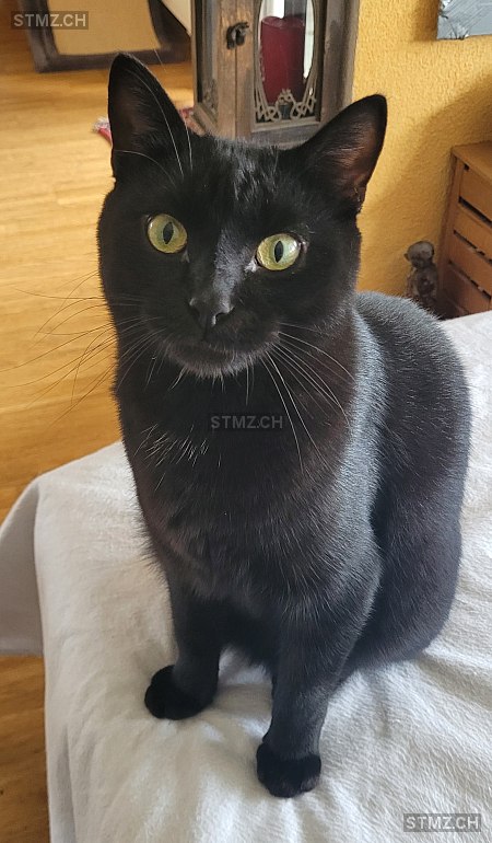 Chucky — Hauskatze ♂, Vermisst seit 29.10.2025, Köniz (BE)