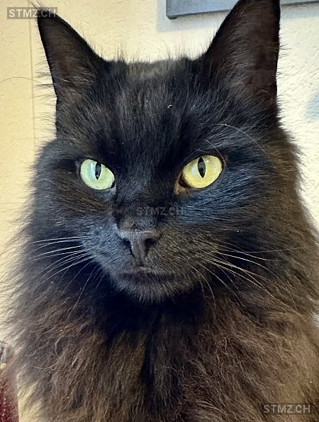 Luigi — Hauskatze ♂, Vermisst seit 25.10.2025, Grosswangen (LU)