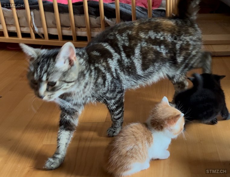 Gini — Hauskatze ♀, Vermisst seit 28.10.2025, Mogelsberg (SG)