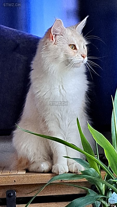 Bo — Maine Coon ♀, Vermisst seit 27.10.2025, Prêles (BE)