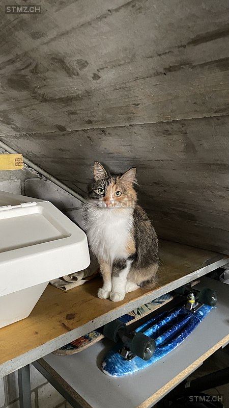 Chanel — Hauskatze ♀, Vermisst seit 06.10.2025, Niederuzwil (SG)