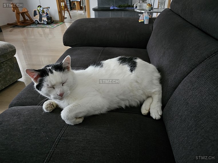 Sämi — Hauskatze ♂, Vermisst seit 29.10.2025, Rheinau (ZH)