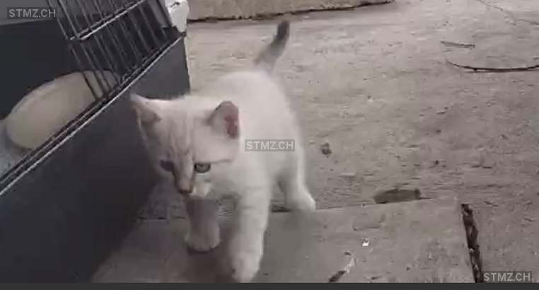 Vermisste Katzen #386408 — Hauskatze , Vermisst seit ?, Emmen (LU)