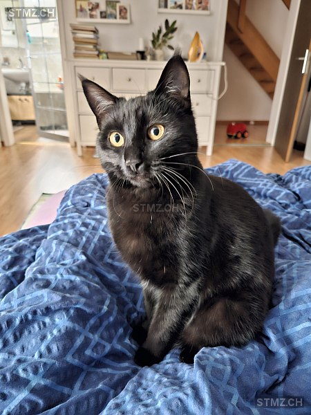 Salem — Hauskatze ♂, Vermisst seit 18.02.2025, Boswil (AG)