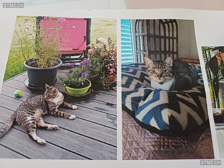 Pistache — Hauskatze ♂, Vermisst seit 23.10.2025, Villarzel (VD)