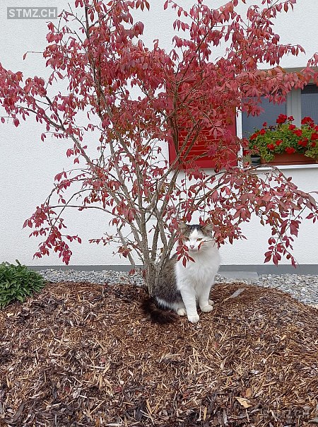 Karma — Hauskatze ♂, Vermisst seit 15.10.2025, Romont FR (FR)