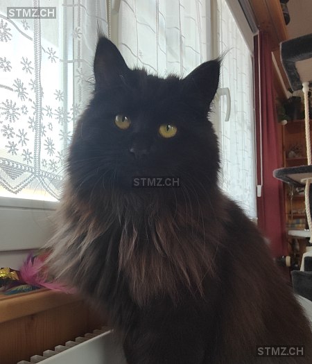 Liah — Hauskatze ♀, Vermisst seit 02.10.2025, Schübelbach (SZ)