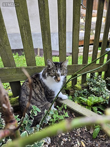 Jerry Lee — Hauskatze ♂, Vermisst seit 22.10.2025, Hittnau (ZH)