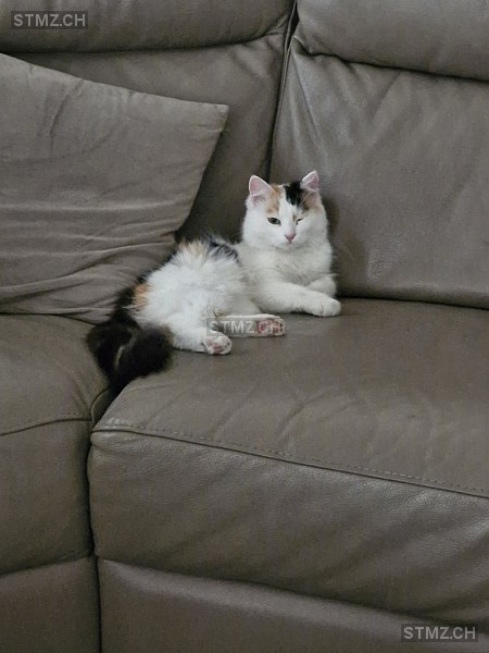 Sneki — Hauskatze ♀, Vermisst seit 28.10.2025, Amriswil (TG)