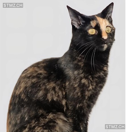 Beana /Bina — Hauskatze ♀, Vermisst seit 29.10.2025, Rapperswil BE (BE)