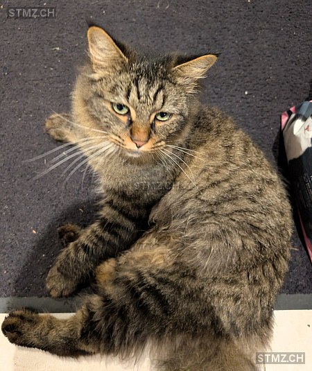 Blue — Hauskatze ♂, Vermisst seit 30.10.2025, Knonau (ZH)