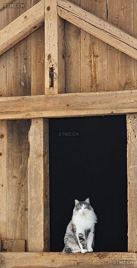 Balu — Hauskatze ♂, Vermisst seit 06.01.2025, Kägiswil (OW)