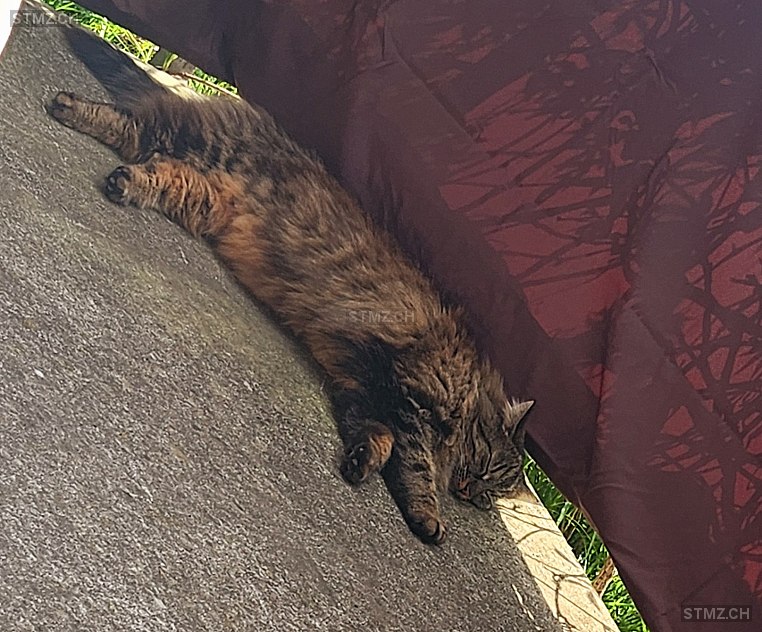 Kisha — Hauskatze ♀, Vermisst seit 30.10.2025, Gümligen (BE)