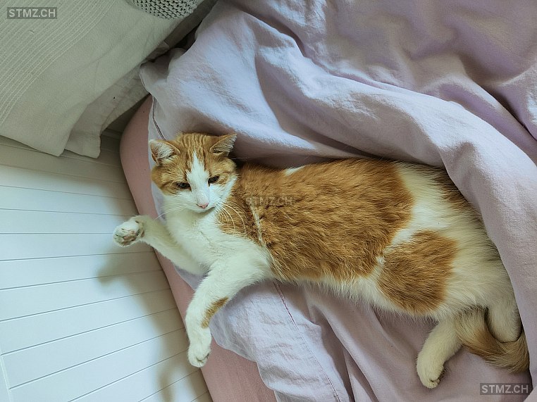 Chili — Hauskatze ♂, Vermisst seit 27.10.2025, Ostermundigen (BE)