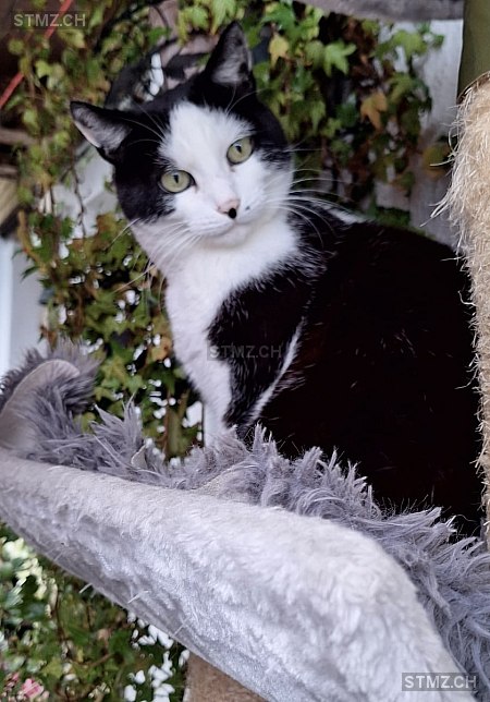 PIPPO — Hauskatze ♂, Vermisst seit 26.10.2025, Burgistein (BE)