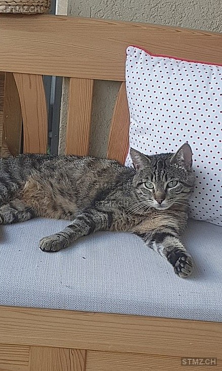 HECTOR — Hauskatze ♂, Vermisst seit 08.05.2023, Sissach (BL)