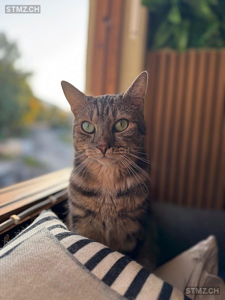 Samy — Hauskatze ♂, Vermisst seit 29.10.2025, Dulliken (SO)