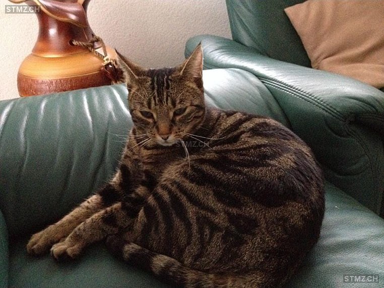 Calina — Hauskatze ♀, Vermisst seit 28.10.2025, Schöftland (AG)