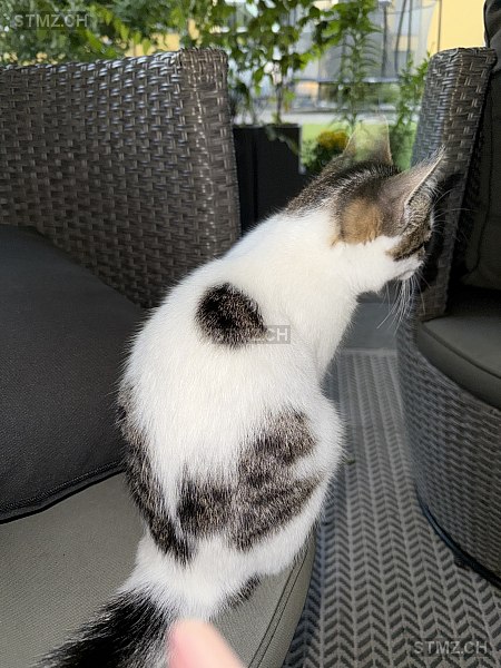 Belle — Hauskatze ♀, Vermisst seit 24.10.2025, Bad Ragaz (SG)