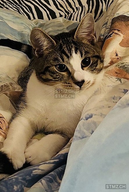 Cookie — Hauskatze ♂, Vermisst seit 04.11.2025, Reiden (LU)