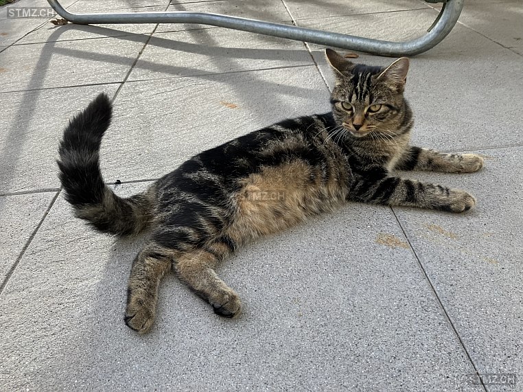 Mayla — Hauskatze ♀, Vermisst seit 24.08.2025, Rickenbach ZH (ZH)