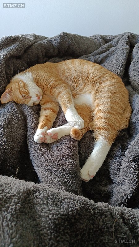 Percy — Hauskatze ♂, Vermisst seit 27.10.2025, Pratteln (BL)