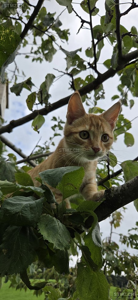 Charly — Hauskatze ♂, Vermisst seit 03.11.2025, Ebnet (LU)