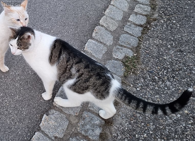 Rajah — Hauskatze ♂, Vermisst seit 02.11.2025, Kirchberg SG (SG)