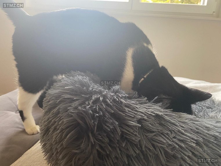 Dexter — Hauskatze ♂, Vermisst seit 31.10.2025, Bévilard (BE)