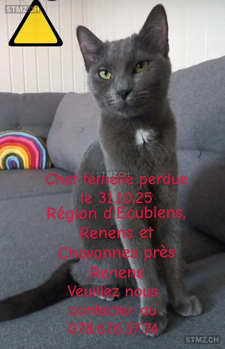 Hayal — British Kurzhaar ♀, Vermisst seit 31.10.2025, Ecublens VD (VD)