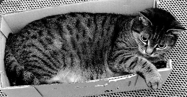 Mila — Hauskatze ♀, Vermisst seit 21.10.2025, Maseltrangen (SG)