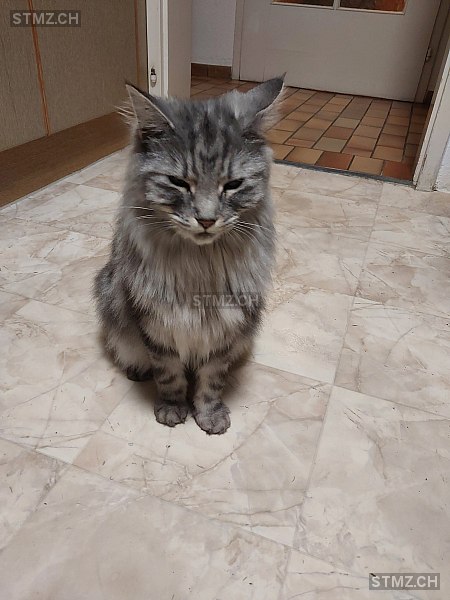 Mia — Katze ♀, Vermisst seit 27.10.2025, Watt (ZH)