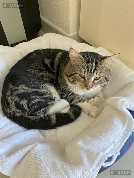 Mimo — Hauskatze ♂, Vermisst seit 01.11.2025, Würenlos (AG)