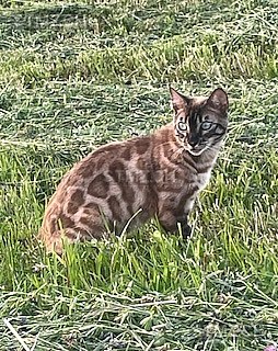 Reeva — Bengalen ♀, Vermisst seit 27.10.2025, Hedingen (ZH)