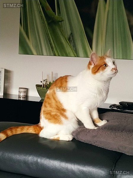 Ponyo — Hauskatze ♂, Vermisst seit 03.11.2025, La Roche FR (FR)