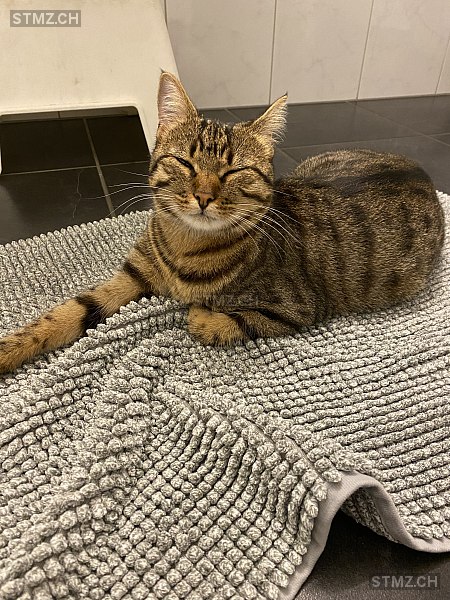 Benga — Hauskatze ♀, Vermisst seit 05.11.2025, Dättwil AG (AG)