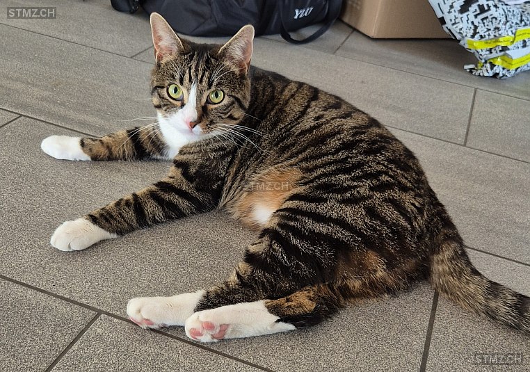 Goose — Hauskatze ♂, Vermisst seit 06.11.2025, Schöftland (AG)