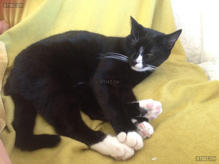 Nino — Hauskatze ♂, Vermisst seit 06.11.2025, Zürich (ZH)