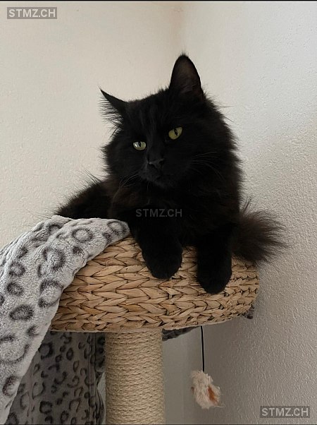 Salem — Hauskatze ♀, Vermisst seit 06.11.2025, Neuhausen am Rheinfall (SH)